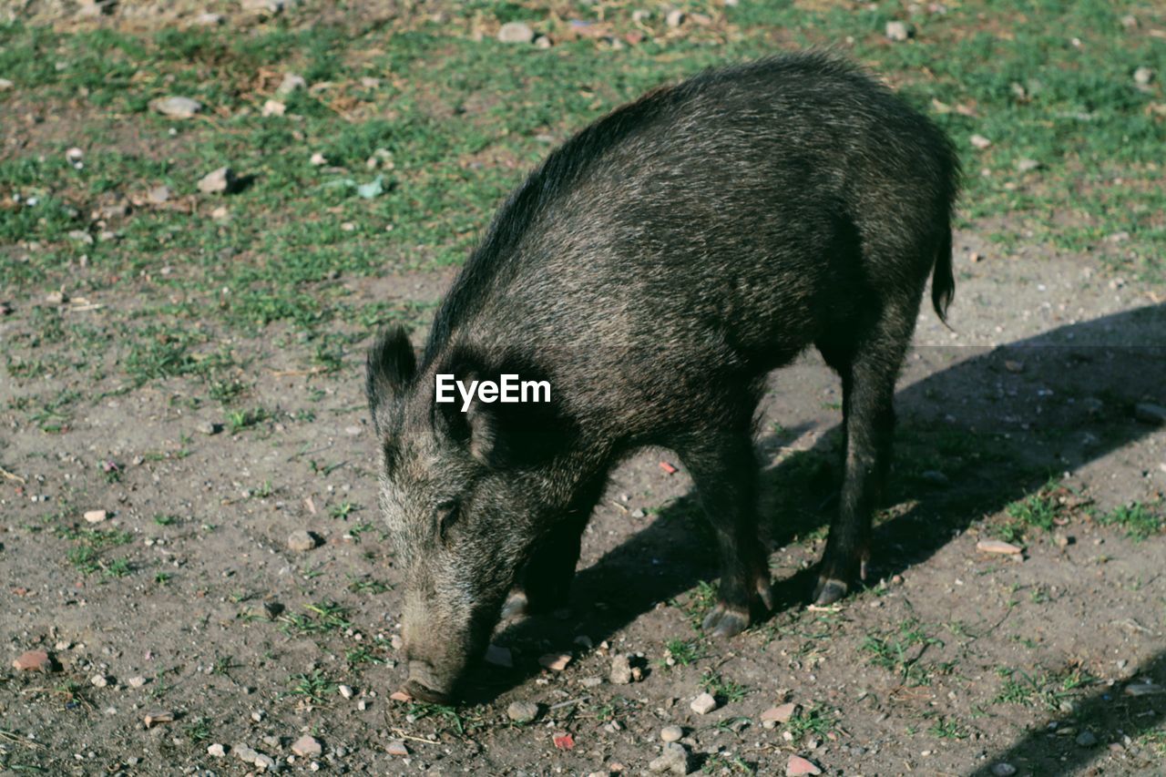 Close wild boar 