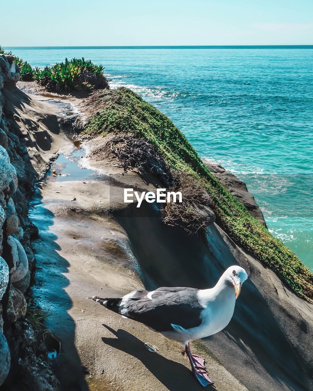 Bird on beach against sky