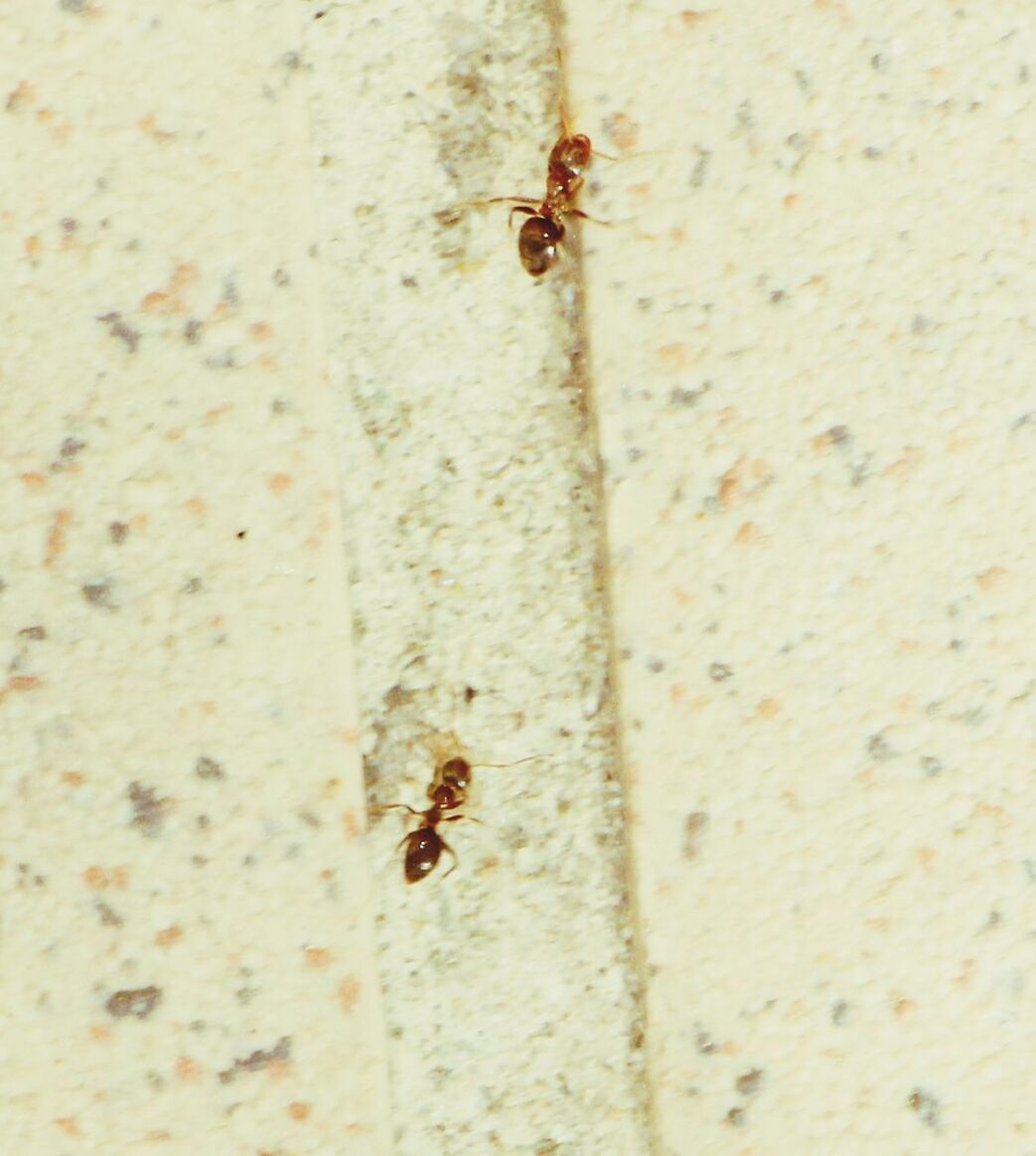 CLOSE-UP OF INSECT ON WHITE SURFACE