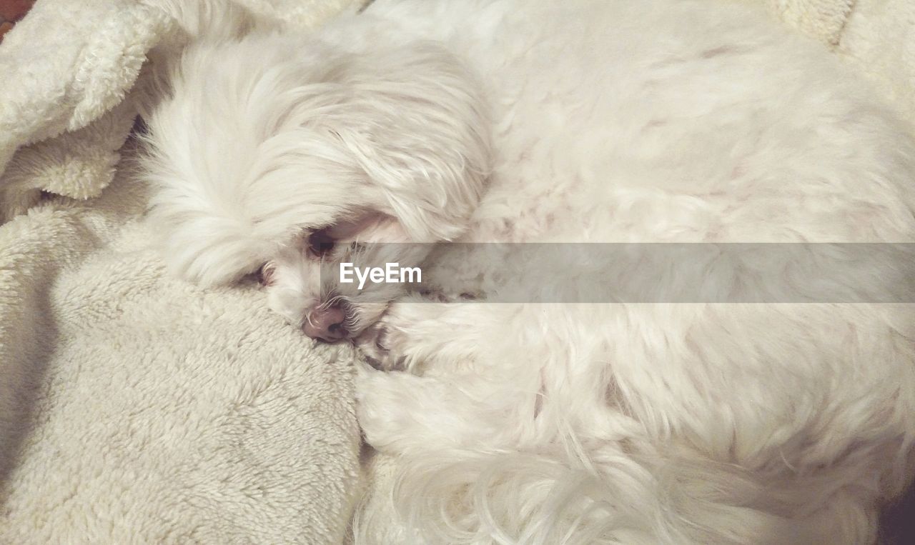 High angle view of a sleeping dog