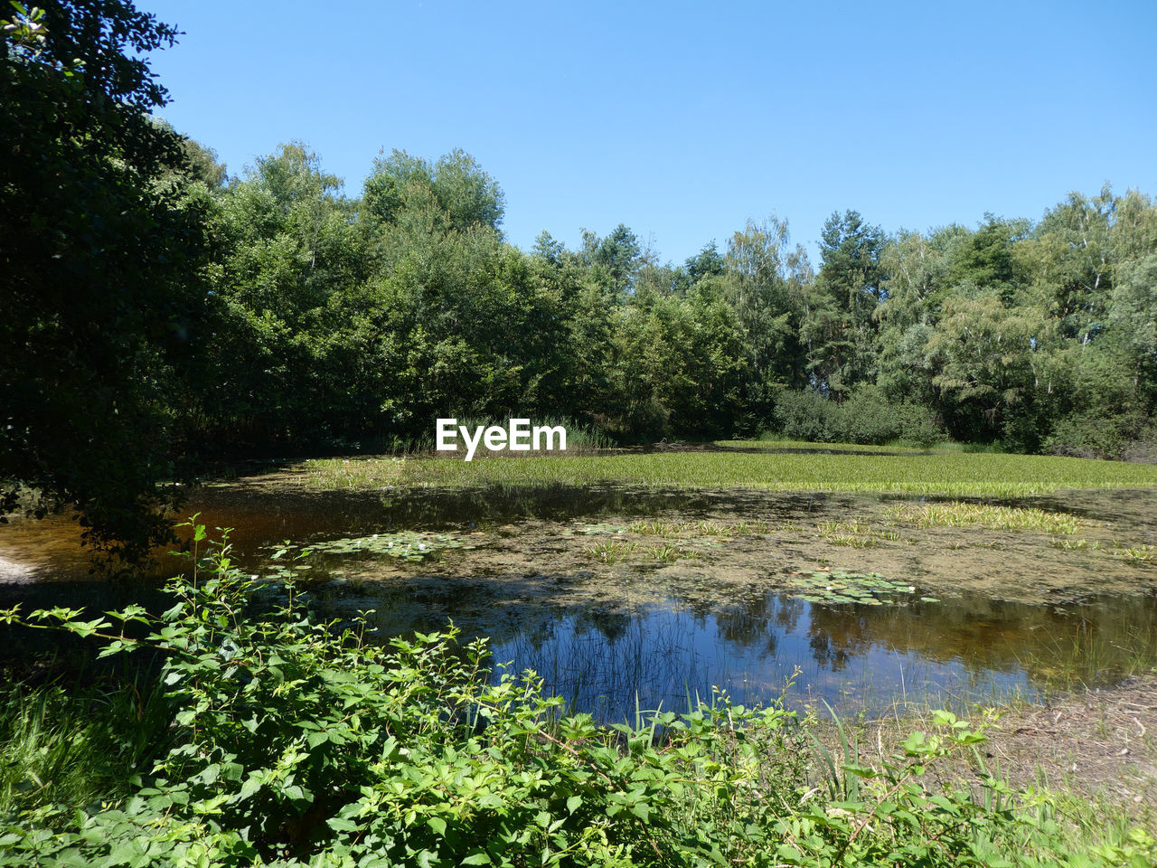 SCENIC VIEW OF LAKE AGAINST TREES IN FOREST