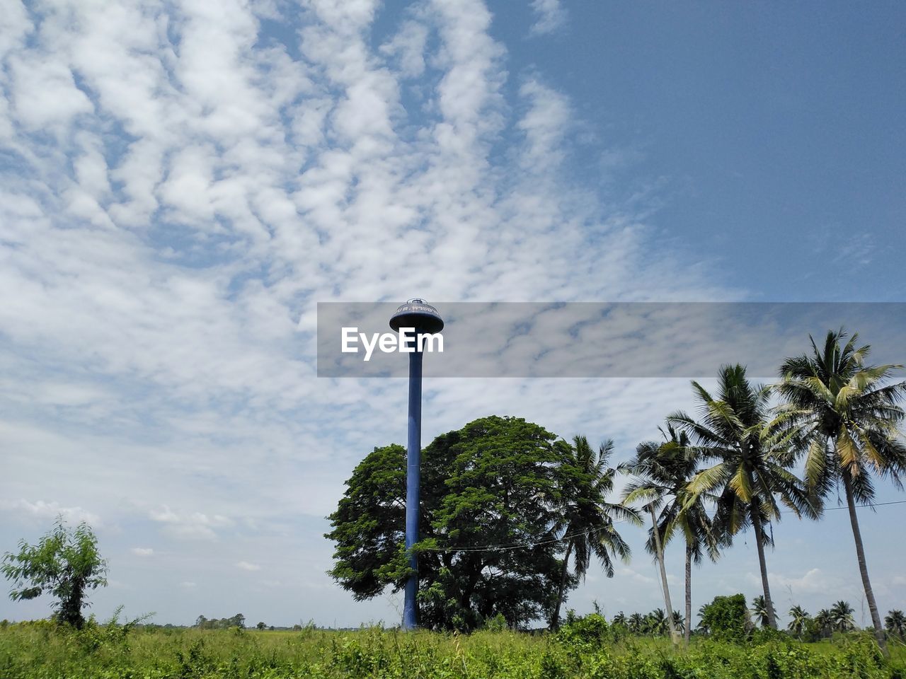 sky, plant, tree, cloud, palm tree, nature, tropical climate, wind, no people, grass, land, day, beauty in nature, street light, outdoors, environment, horizon, landscape, green, scenics - nature, growth, street, coconut palm tree, travel destinations, hill, field, tranquility, rural area, blue