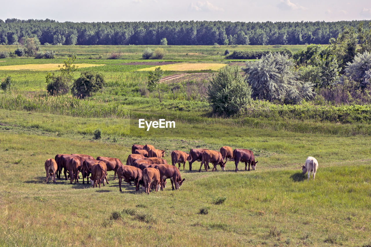 Cows graze on the lawn healthy and juicy grass