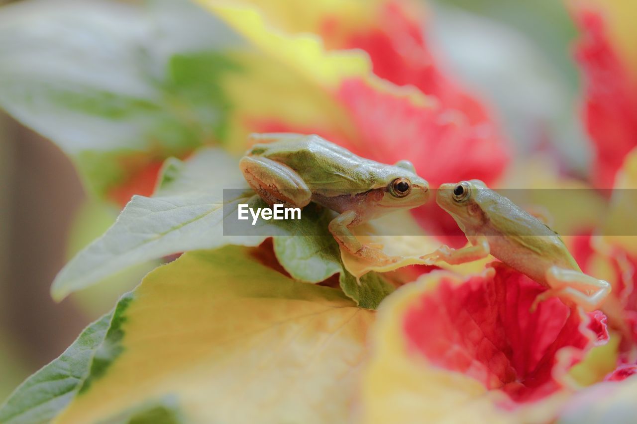 Close-up of frogs on leaves