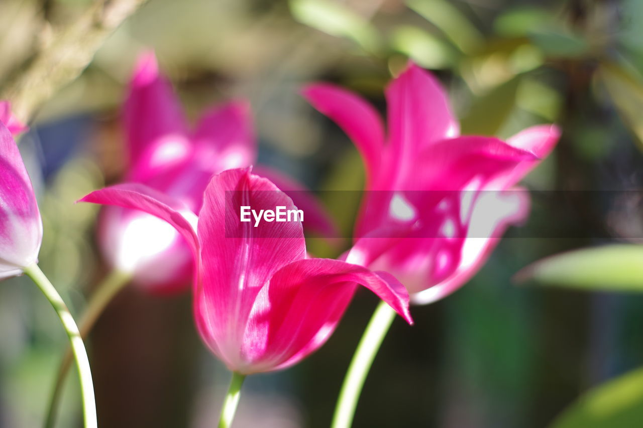 Close-up of pink flowering plant