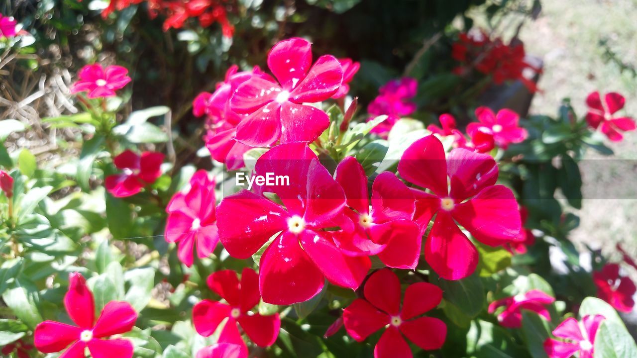 CLOSE-UP OF PINK FLOWERS BLOOMING