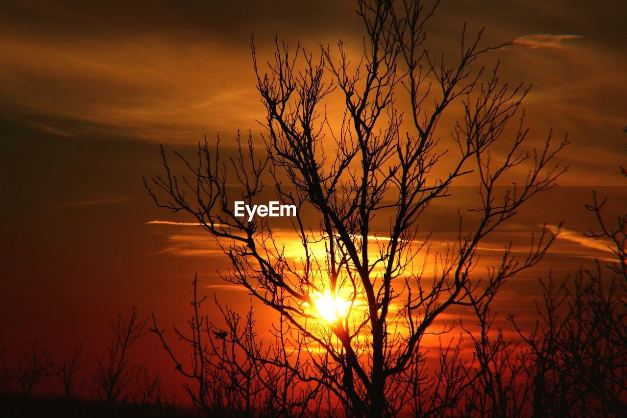 Silhouette bare tree against orange sky