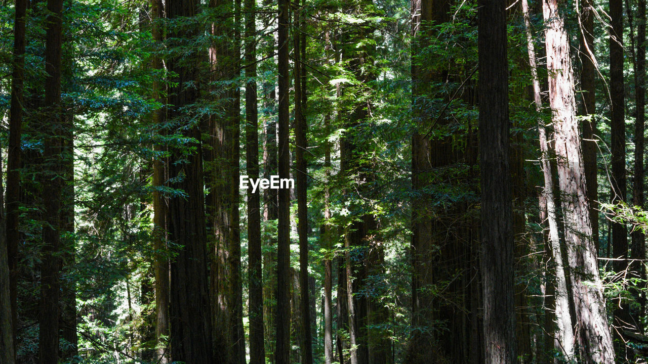 CLOSE-UP OF BAMBOO TREE IN FOREST