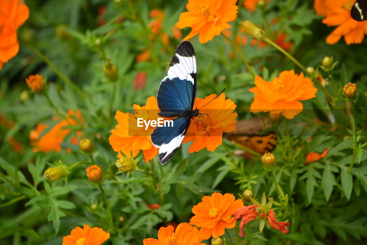 High angle view of butterfly on orange flowers