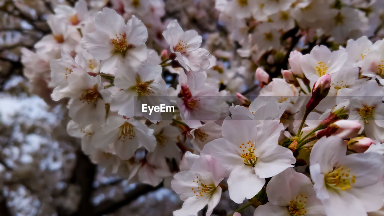 CLOSE-UP OF WHITE CHERRY BLOSSOM