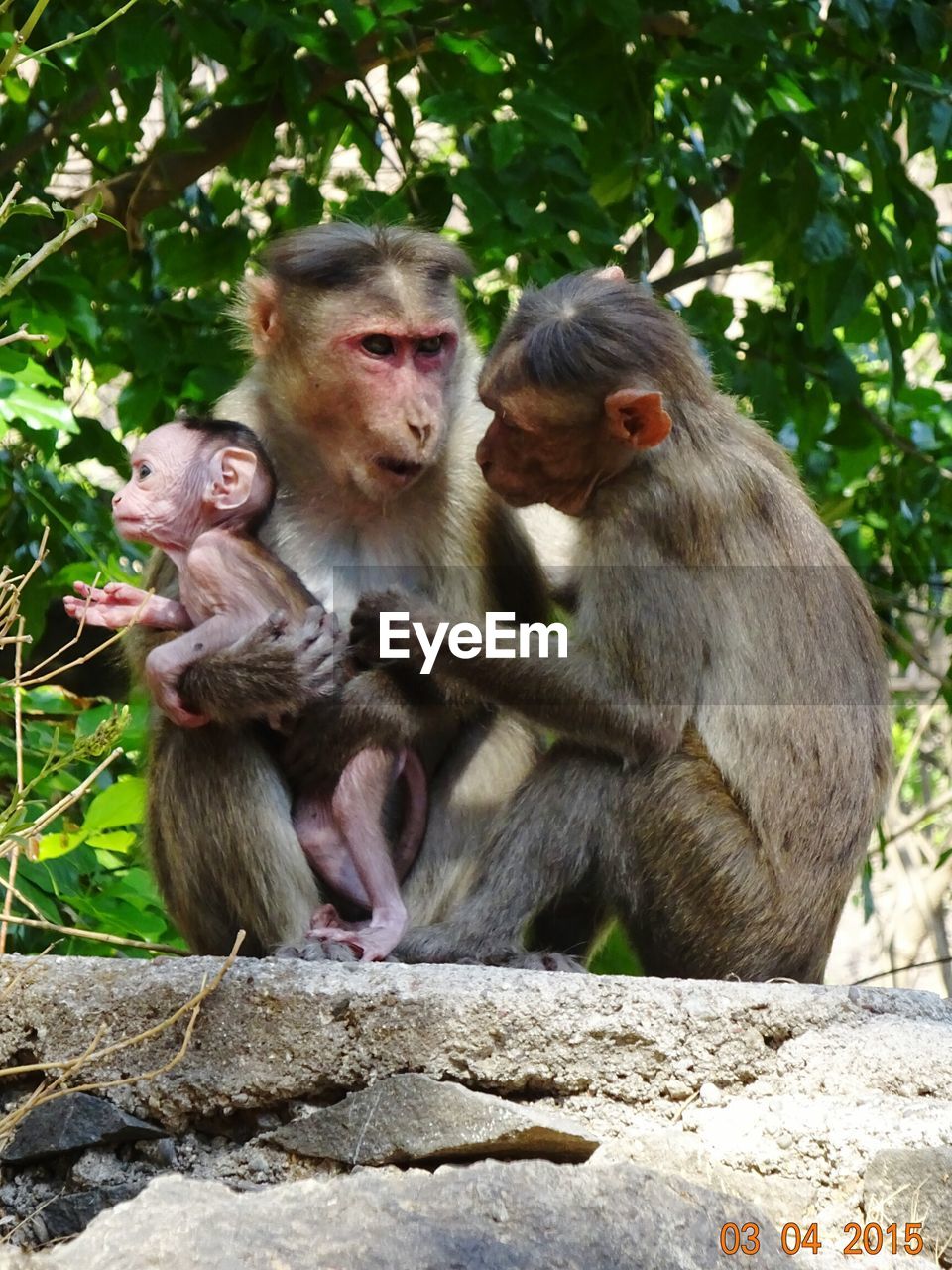 Monkey family against trees