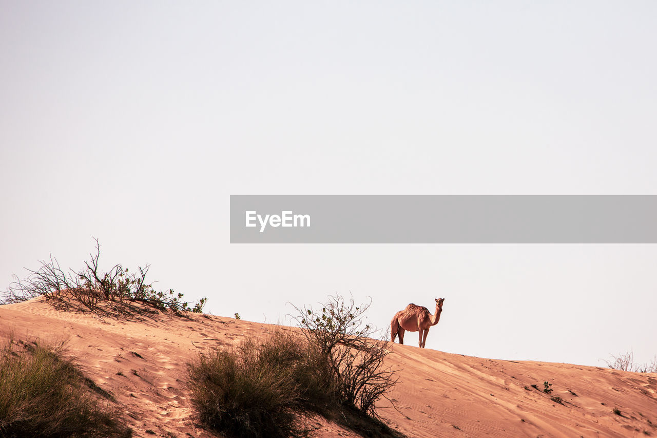 Dromedary in the great arabian desert, dubai.