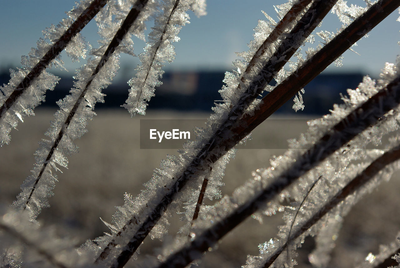 CLOSE-UP OF FROZEN PLANT DURING WINTER