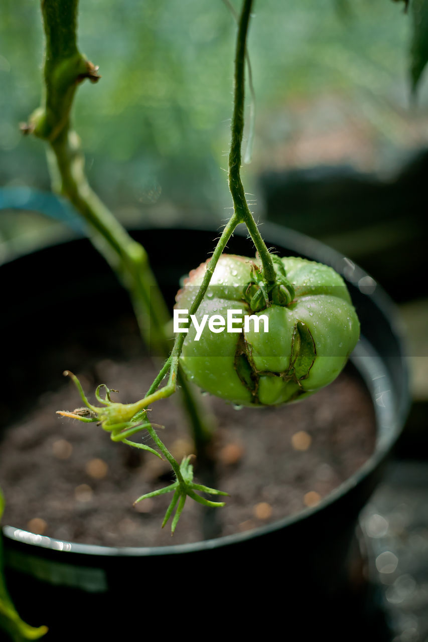 Close-up of fresh green plant, unripe tomato in the greenhouse.