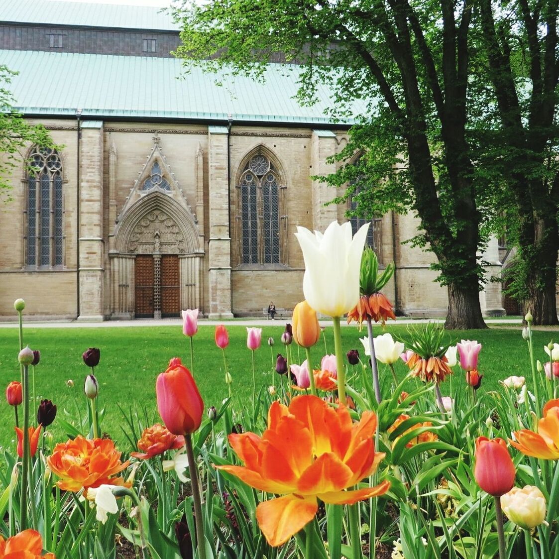 Close-up of flowers blooming in lawn