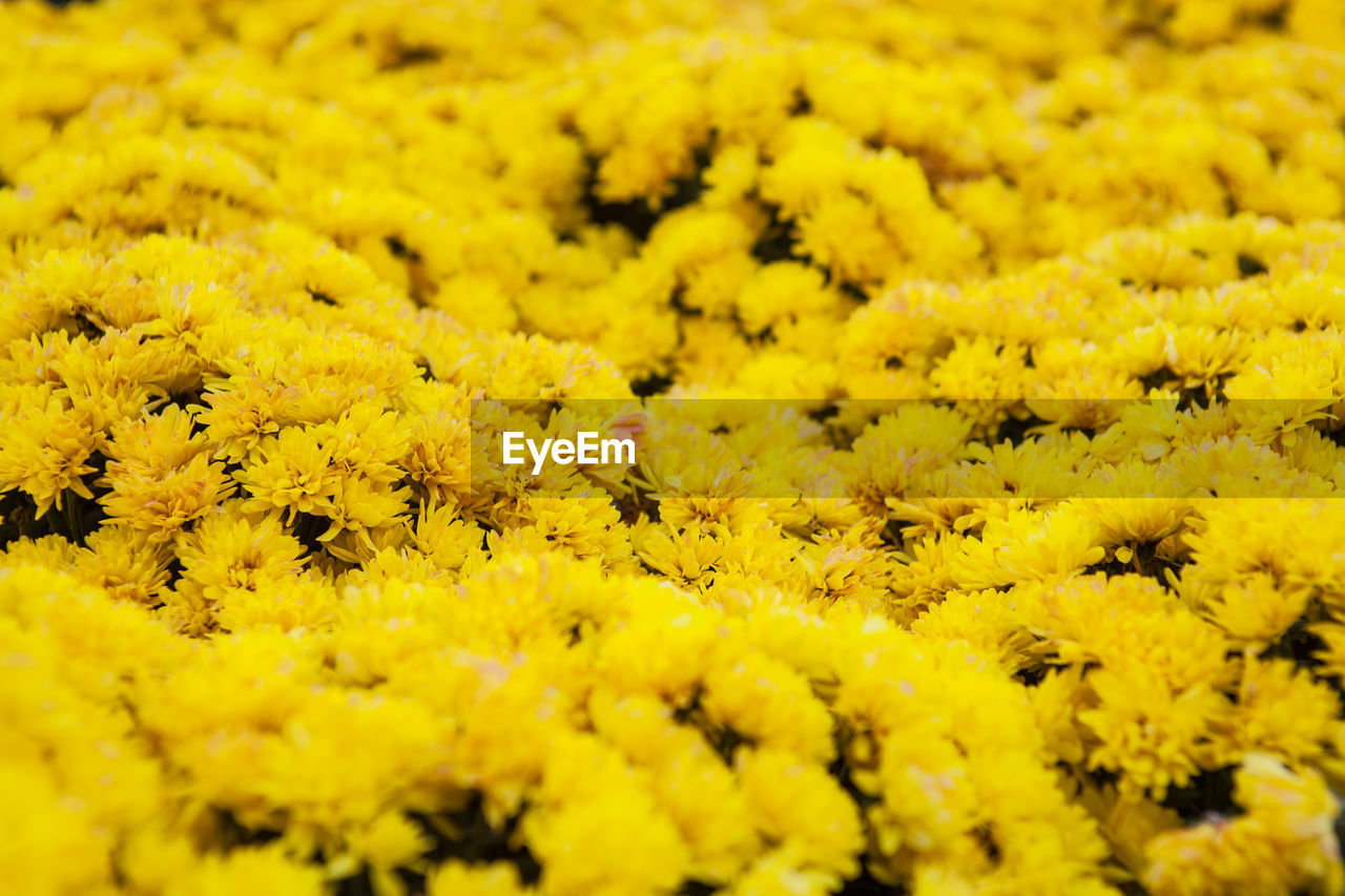 Full frame shot of yellow flowers