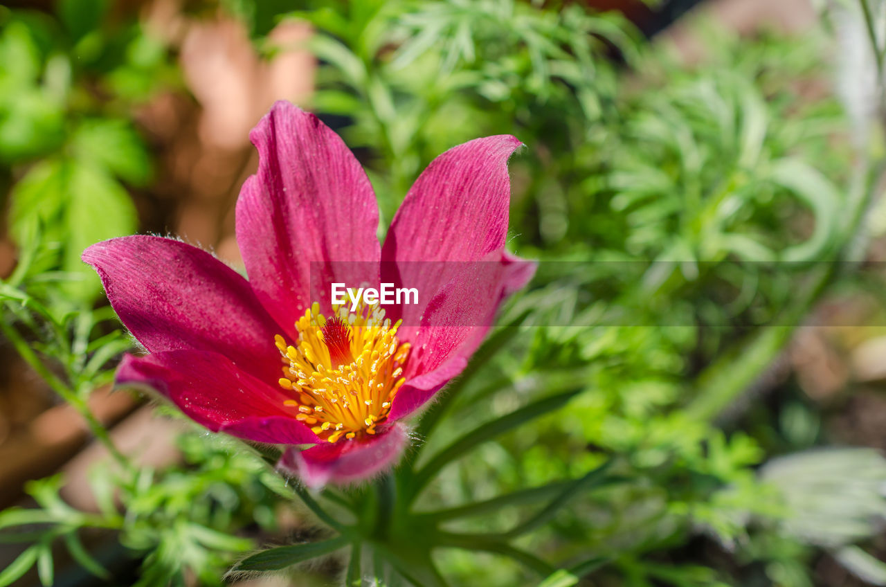 Close-up of pink flower