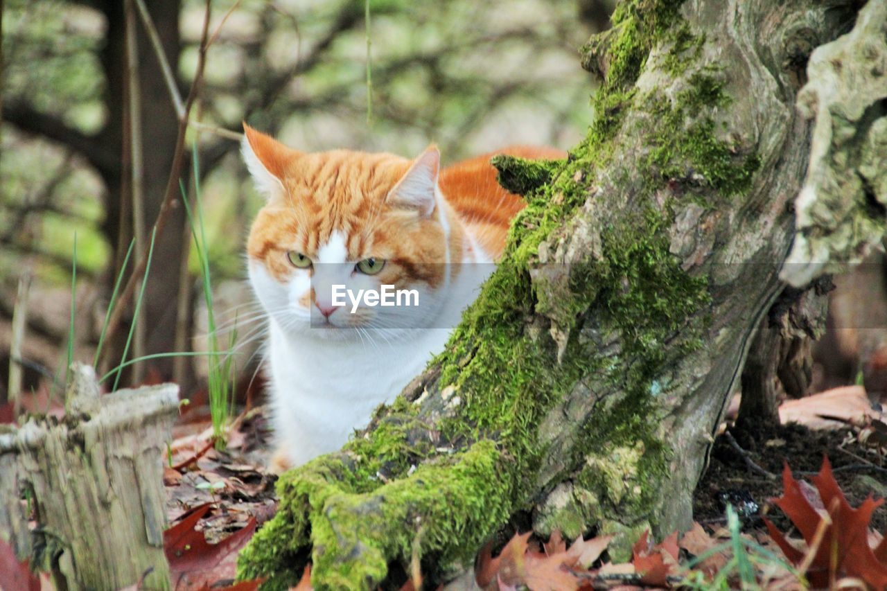 PORTRAIT OF CAT ON TREE TRUNK