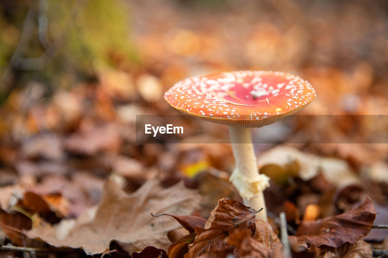 CLOSE-UP OF FLY AGARIC MUSHROOM ON FIELD