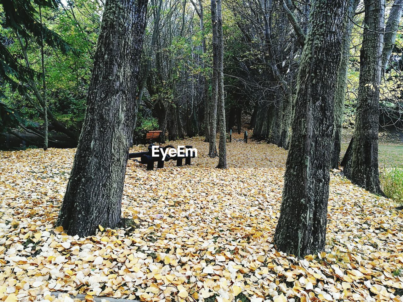 LOW SECTION OF TREE ON GROUND