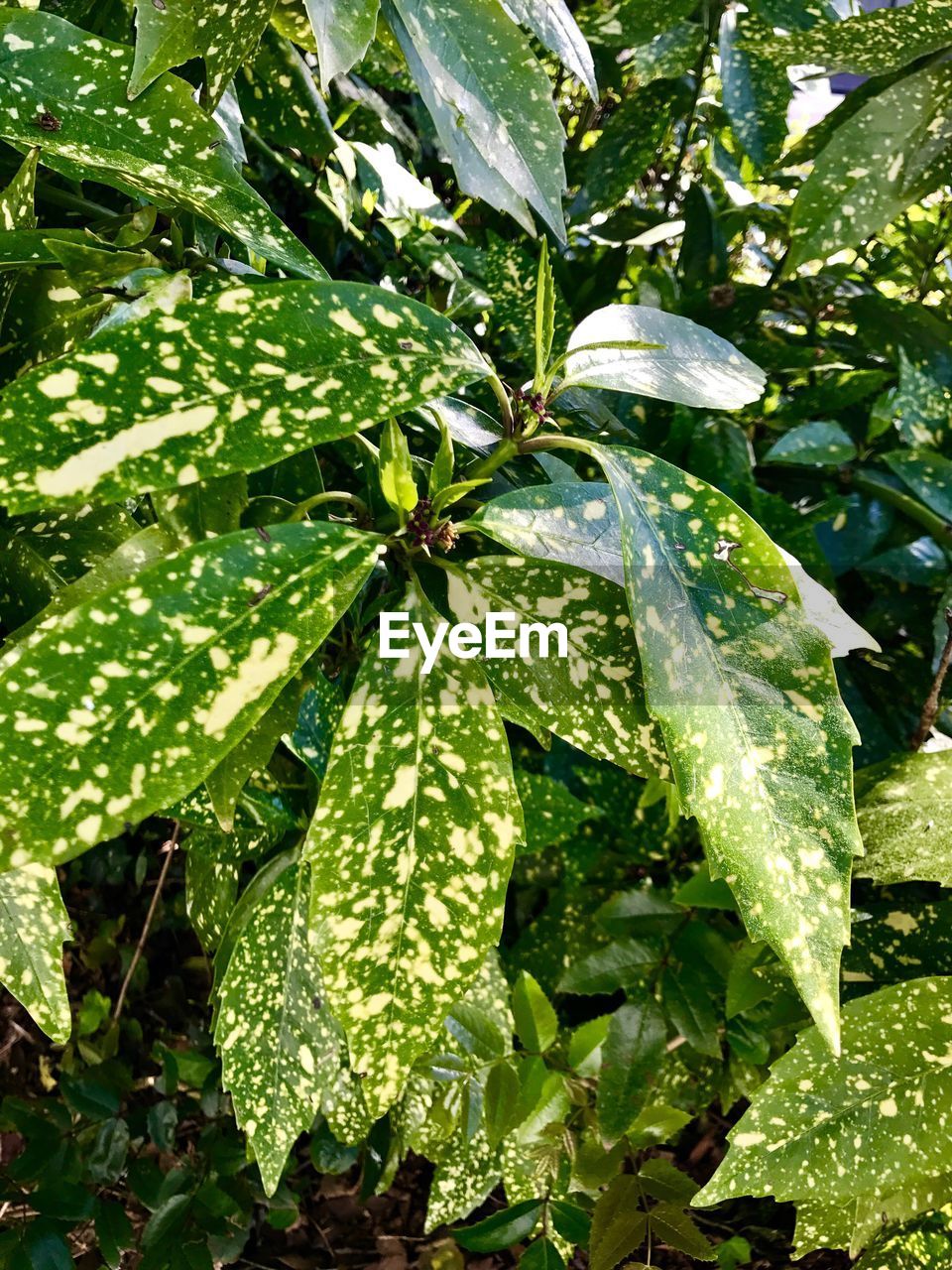 CLOSE-UP OF GREEN LEAVES