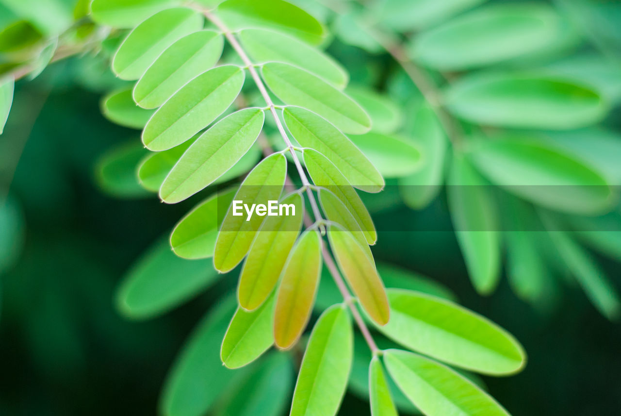 CLOSE-UP OF GREEN LEAVES