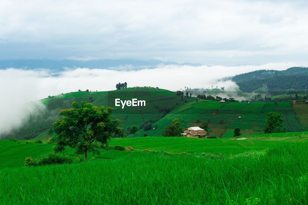 Scenic view of agricultural field against sky