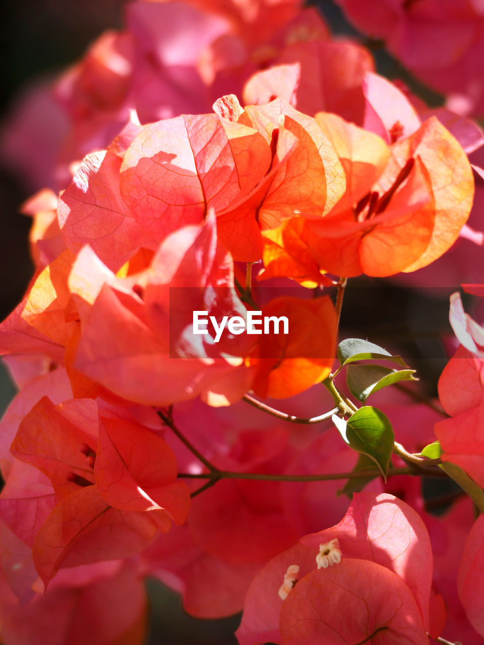 CLOSE-UP OF BOUGAINVILLEA BLOOMING