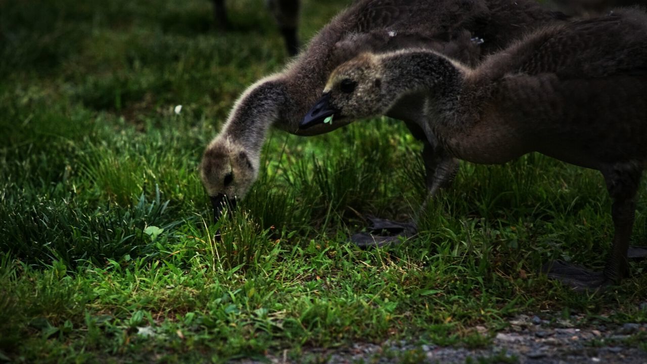 Two young geese on grass