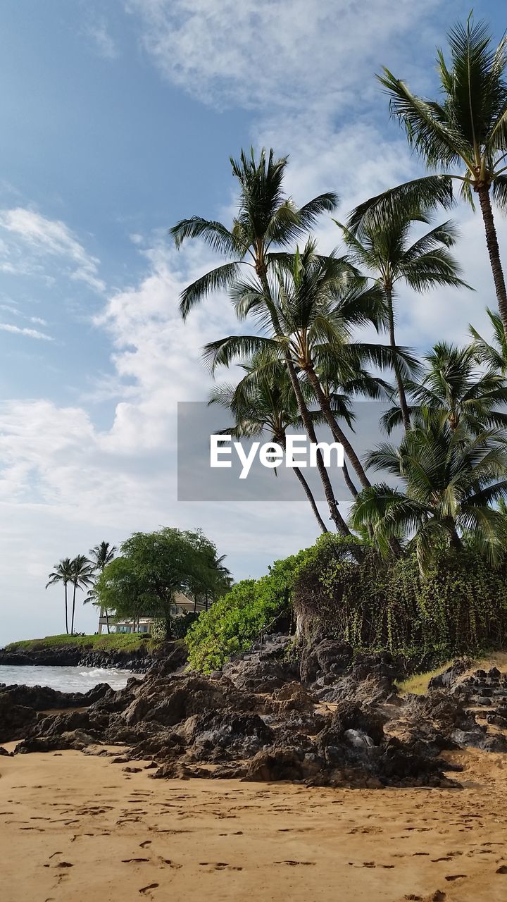 Palm trees on beach against sky