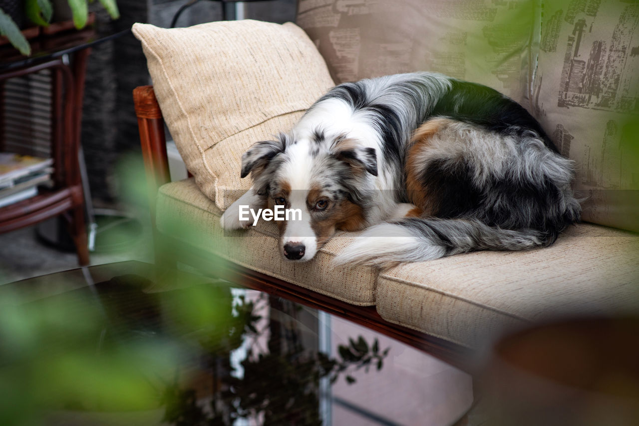 Blue merle australian shepherd. dog lies and looks at the camera with a sad look. obedience training