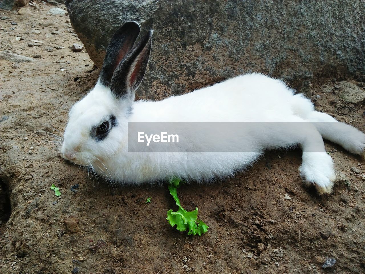 High angle portrait of white rabbit