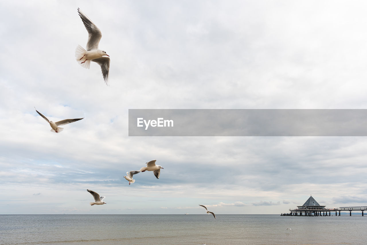 Seagulls flying over sea against sky