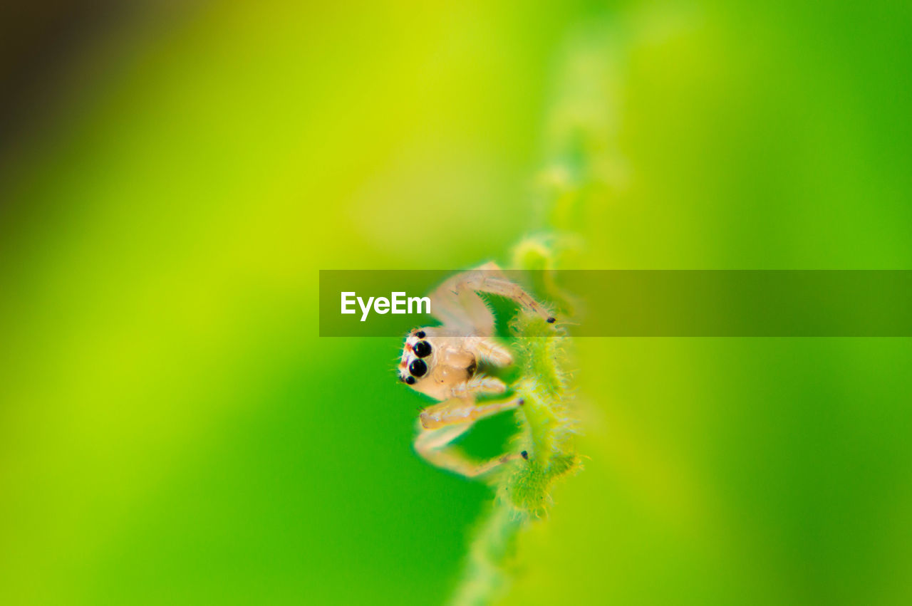 MACRO SHOT OF SPIDER ON LEAF