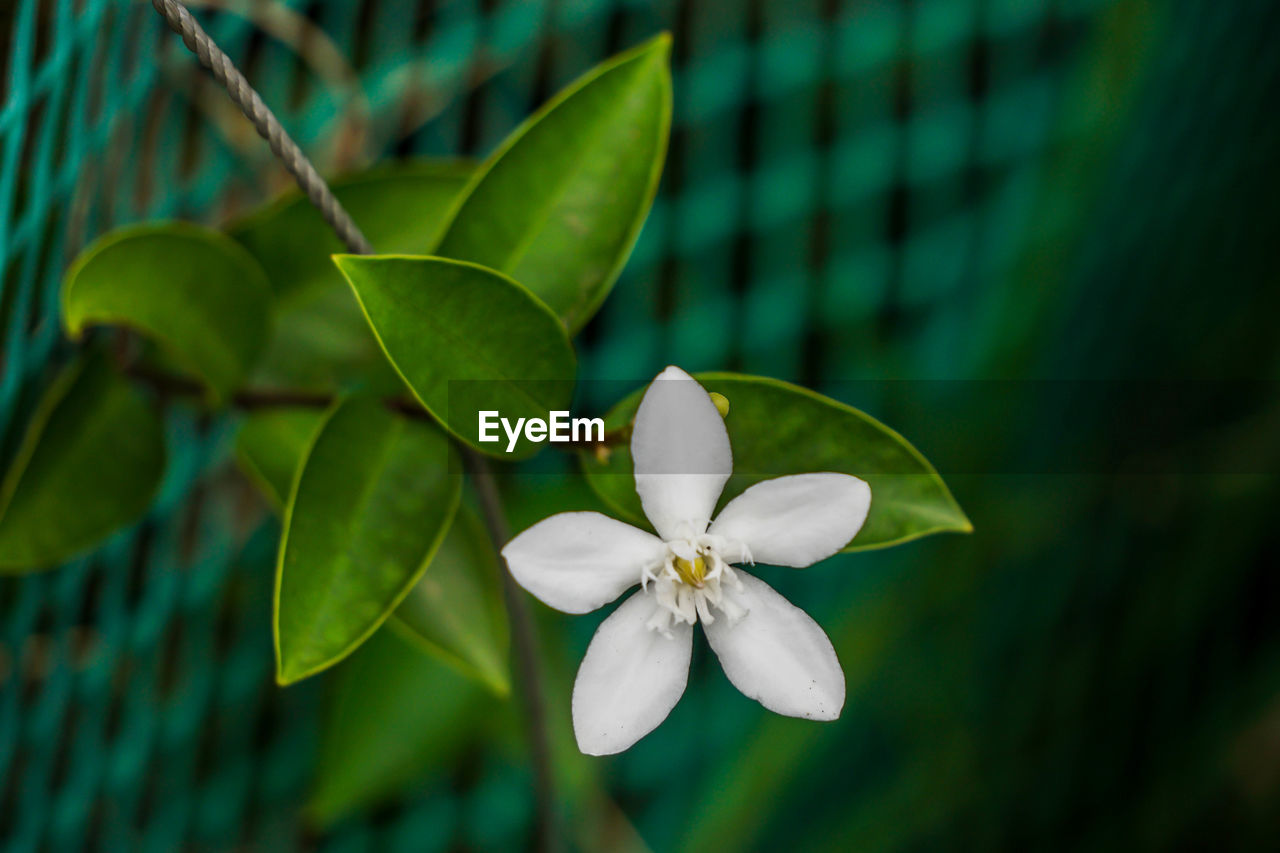 CLOSE-UP OF FRANGIPANI BLOOMING PLANT