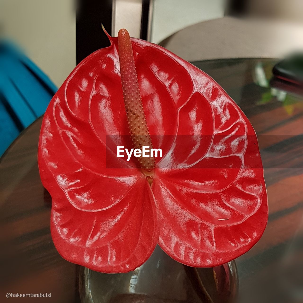 CLOSE-UP OF RED ROSE ON TABLE