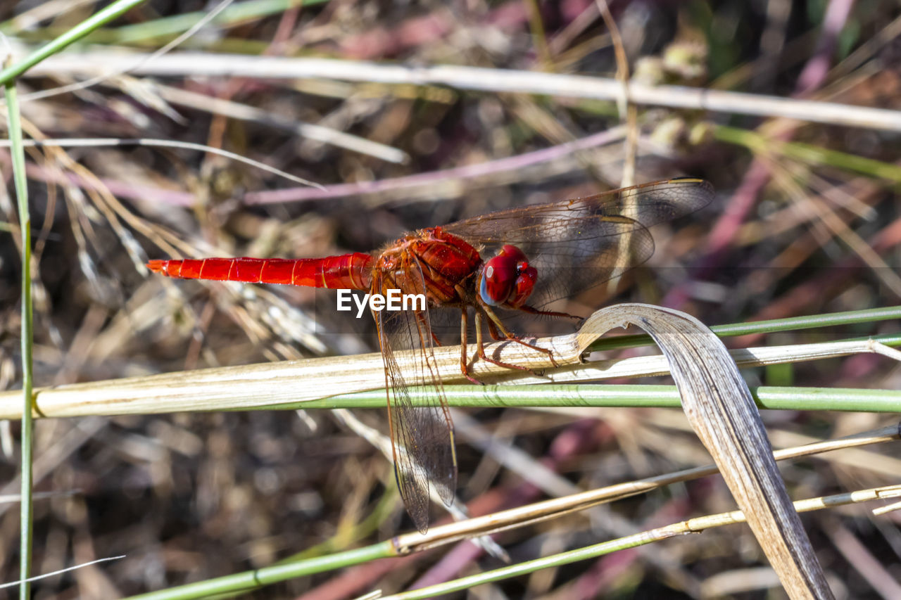 CLOSE-UP OF DRAGONFLY ON RED PLANT