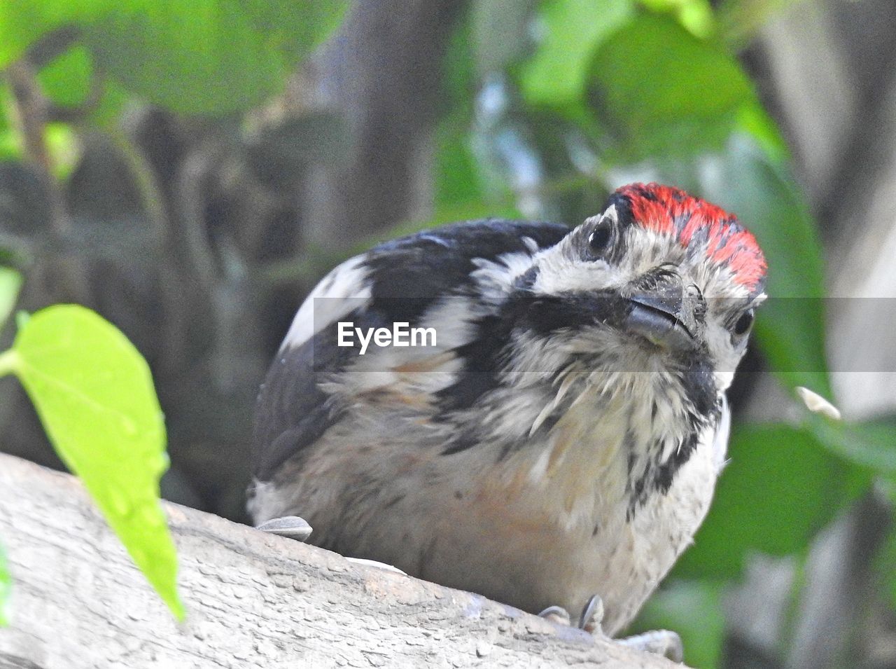 CLOSE-UP OF BIRD PERCHING ON PLANT