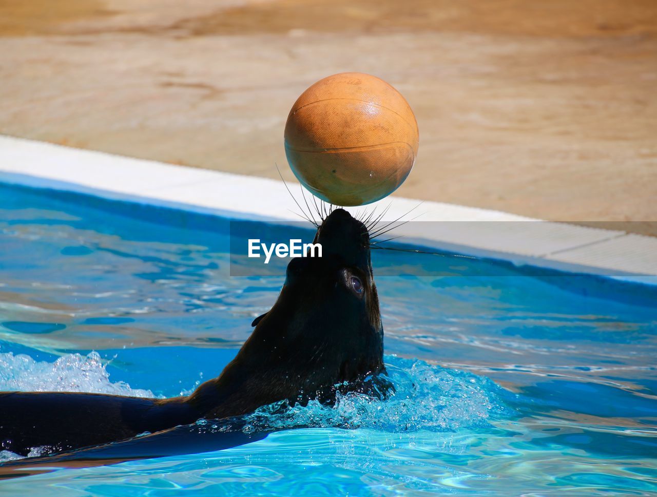 A seal with a ball