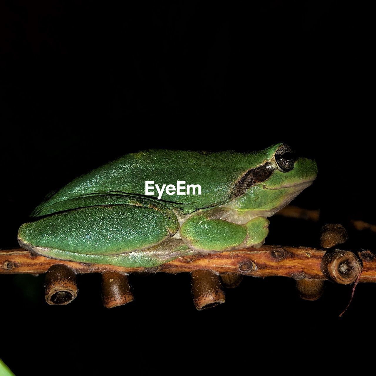 CLOSE-UP OF FROG ON LEAF