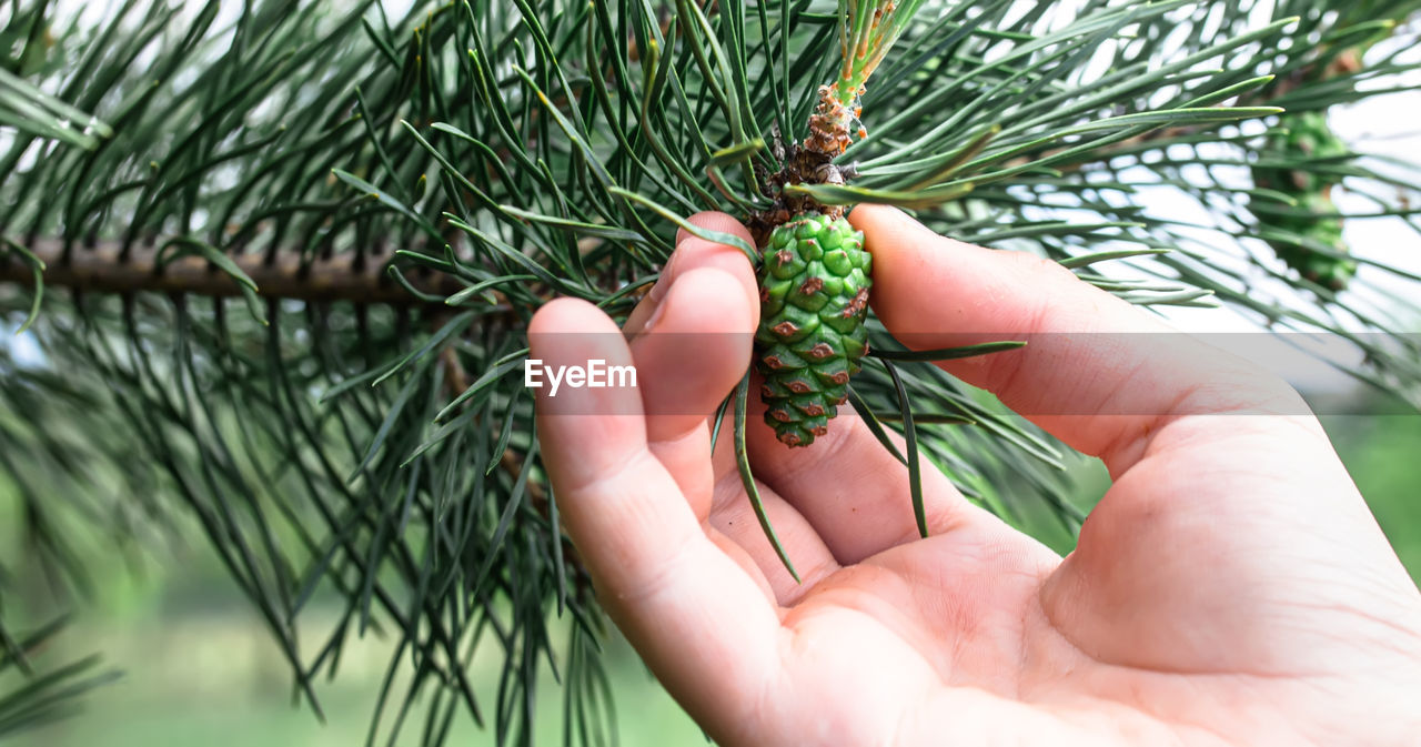 cropped hand of person holding plant