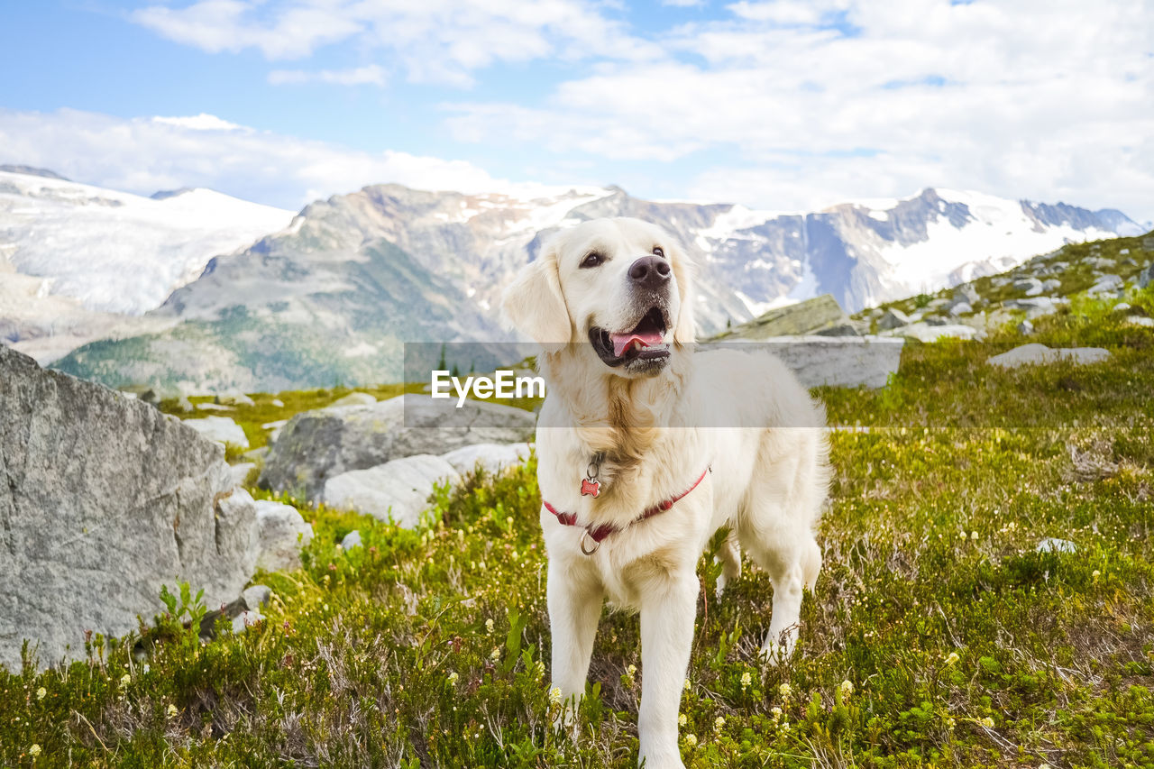 PORTRAIT OF A DOG ON MOUNTAIN