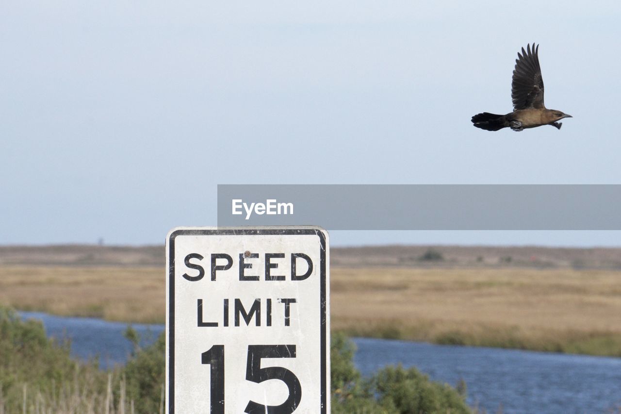 CLOSE-UP OF BIRD FLYING AGAINST SKY