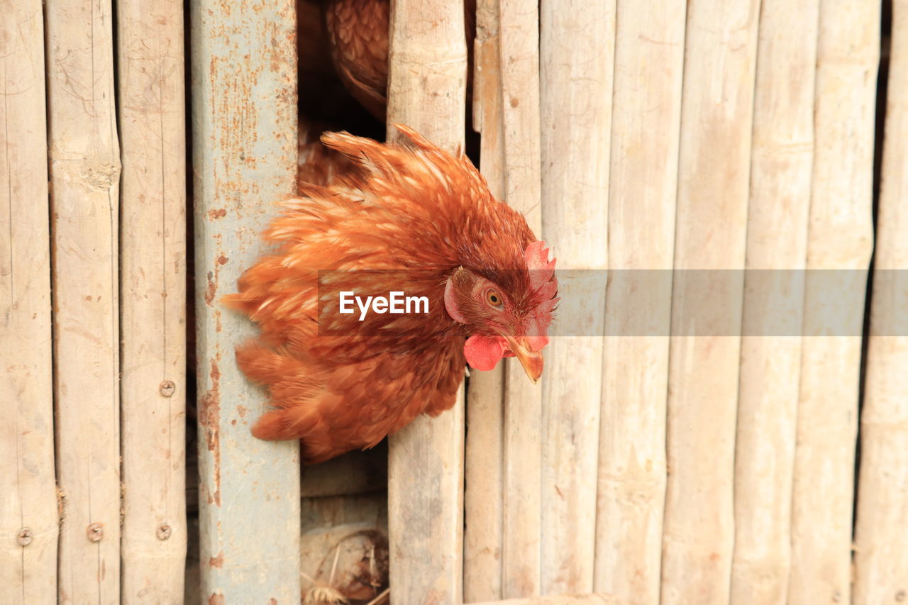 CLOSE-UP OF A BIRD AGAINST WOODEN WALL