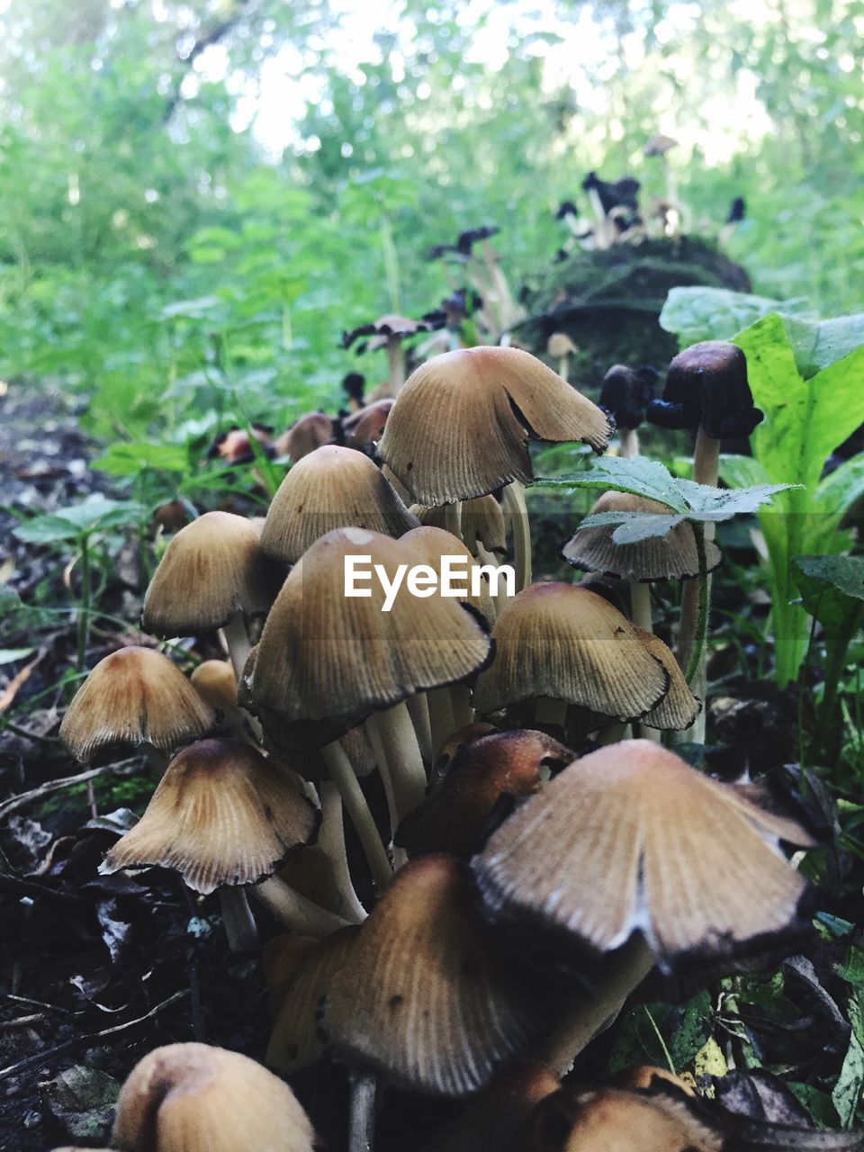 CLOSE-UP OF MUSHROOMS GROWING ON FIELD