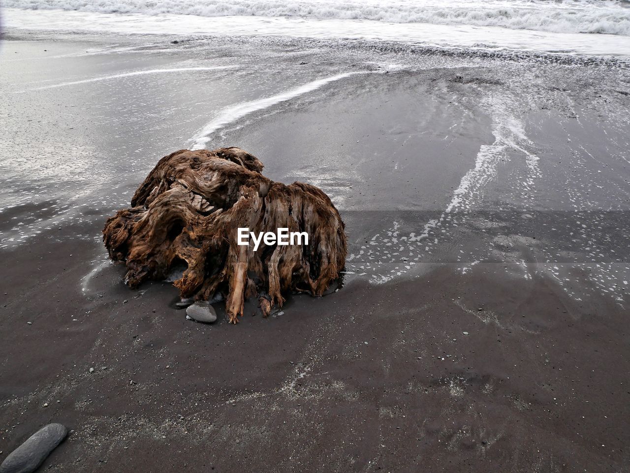 DOG LYING ON BEACH