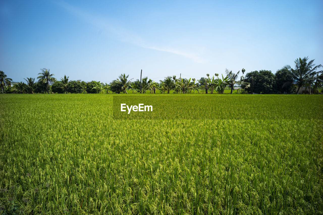 SCENIC VIEW OF RICE FIELD AGAINST SKY