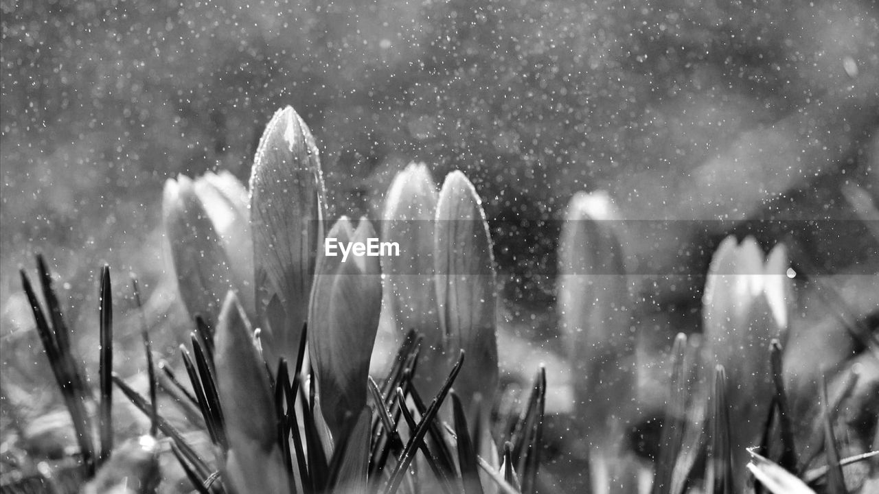 Close-up of wet plants during rainy season