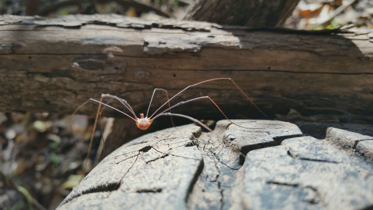 Close-up of spider on rocky surface
