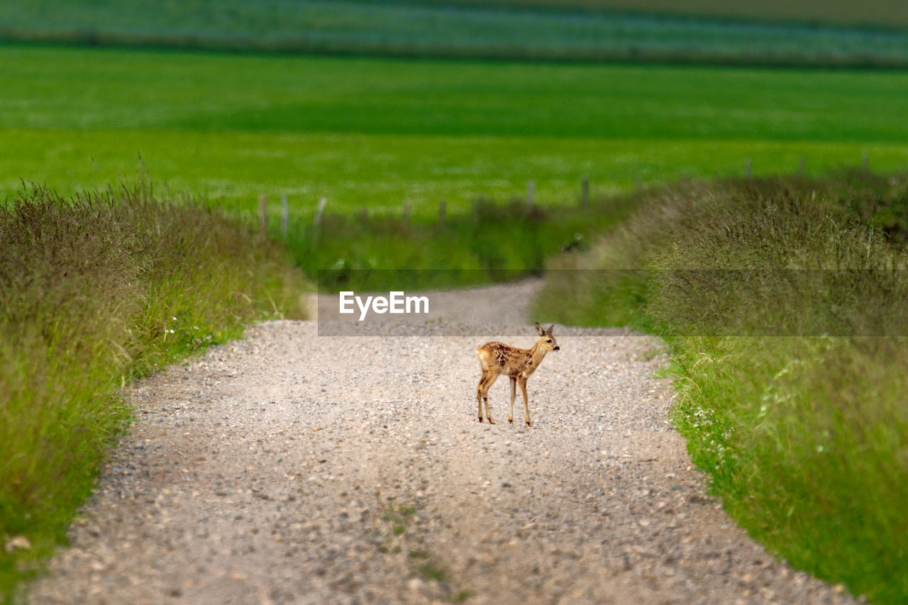 View of fawn on country dirt road